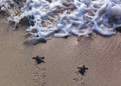Liberación de tortugas en Riviera Maya