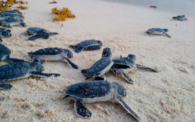 Liberó Fundación EcoBahía 180,000 crías de tortugas en 2020